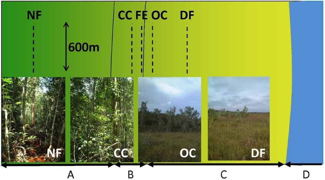 A Limited Seed Bank in Both Natural and Degraded Tropical Peat Swamp ...