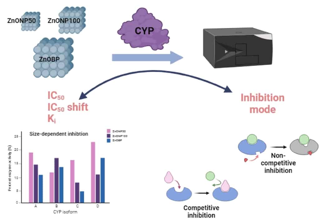 In vitro study of size-dependent inhibition of human cytochrome P450 ...