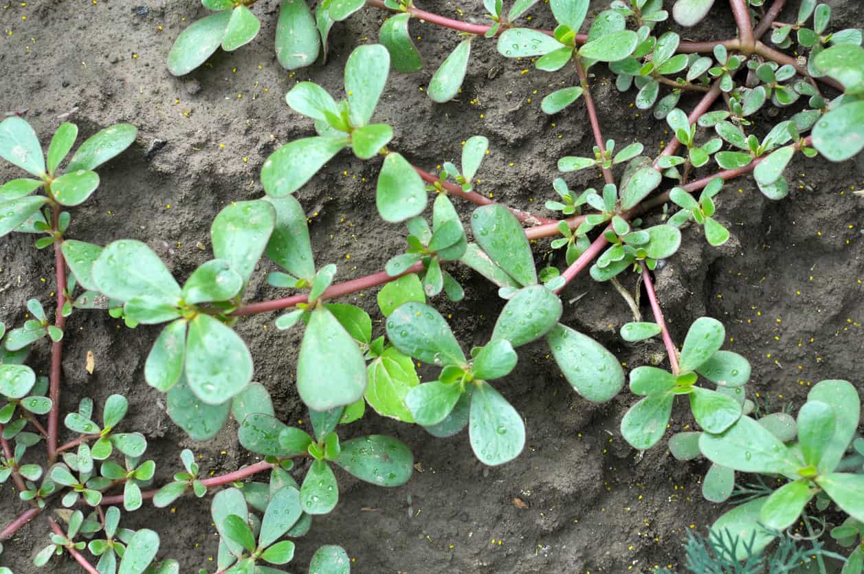 glutathione purslane journal Effect of portulaca oleracea (purslane) extract on inflammatory factors in nonalcoholic fatty liver disease: A randomized, double-blind clinical trial A Pharmacological Review on Portulaca