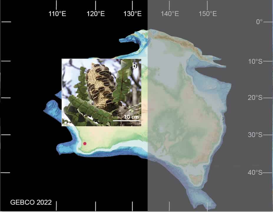 Seeing the Forest for the Trees: Fertiliser Increases Tree Growth but ...