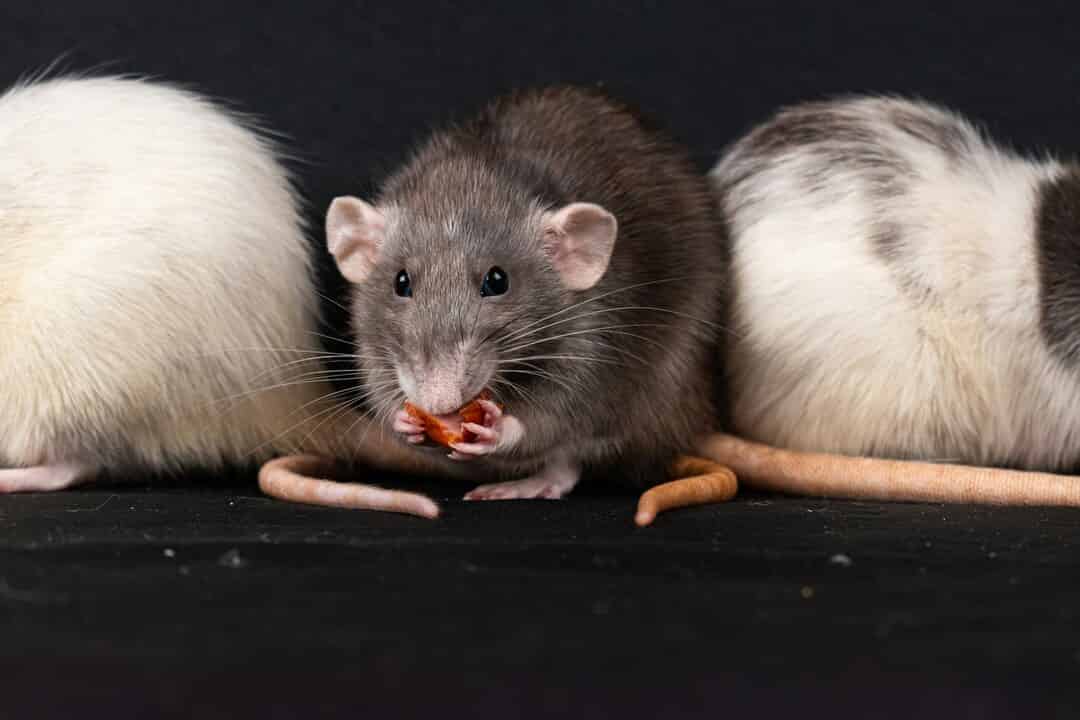 Rat-Bite Fever in a 14-Year-Old Male | Published in Scholarly Research ...