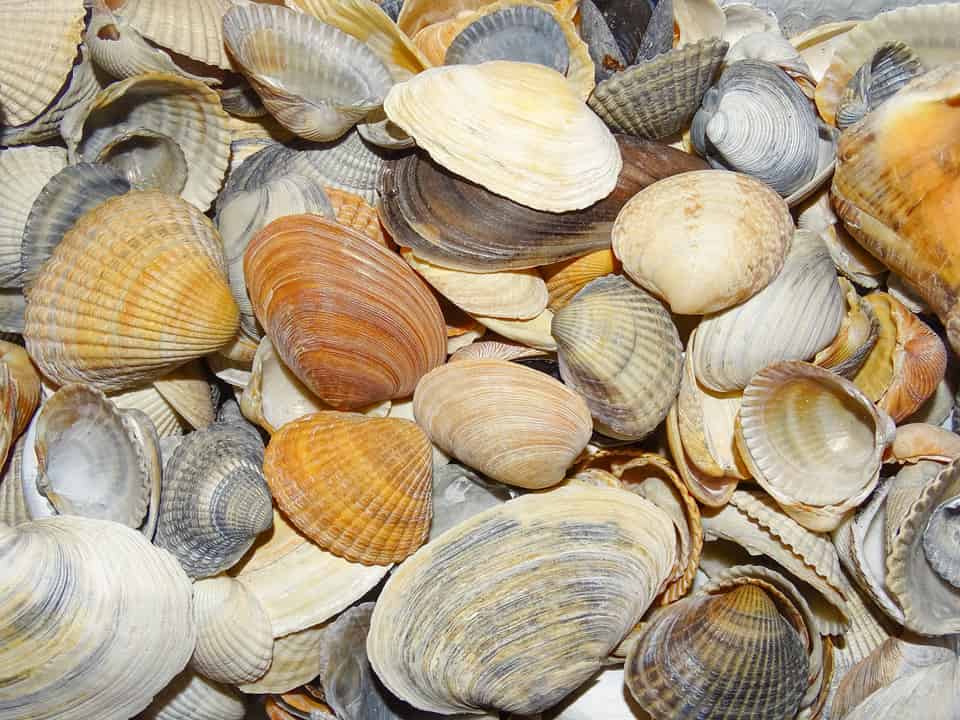 Top Shell Chinese Adaptation of the Chinese cyclina (Cyclina sinensis) to unconventional ...