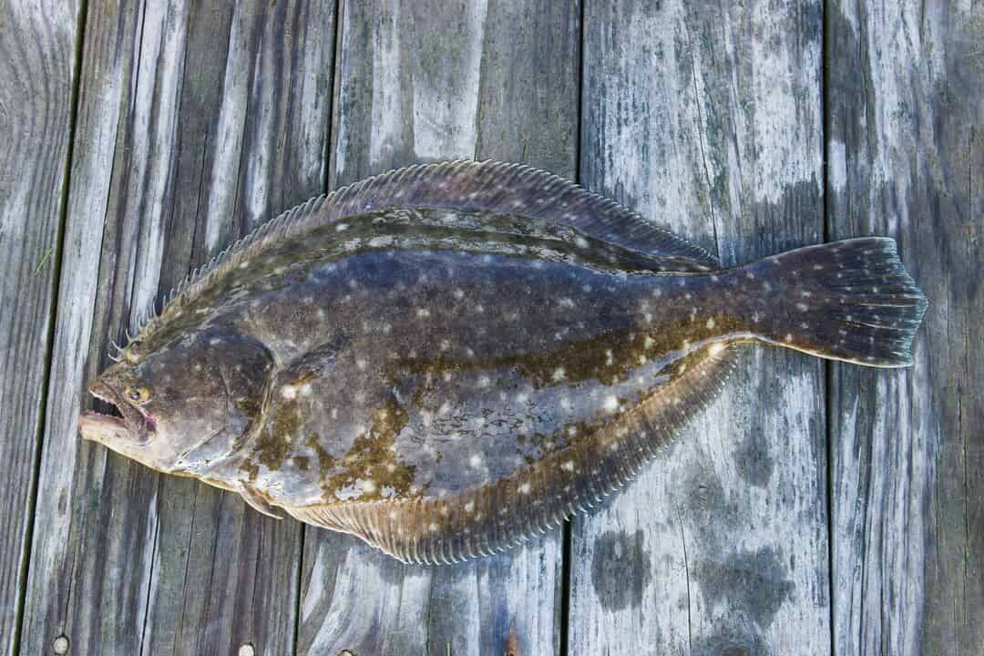 First report on bacterial isolation from marbled flounder ...