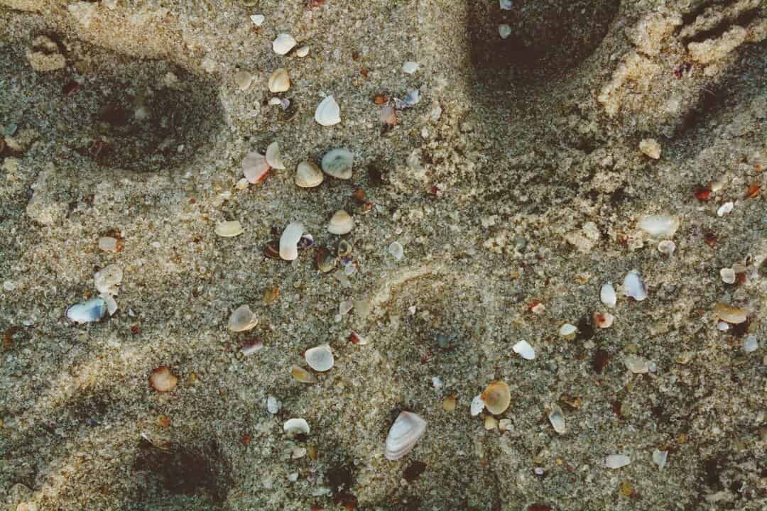 Parasitic Infections In Carpet Shell Clams (Ruditapes decussatus L ...