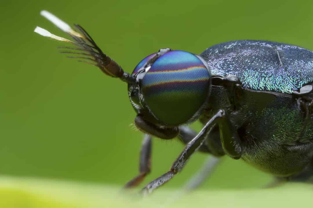 Israeli Fly Insect Modulation of Growth and Immunity in Carp by Hermetia illucens Larvae ...