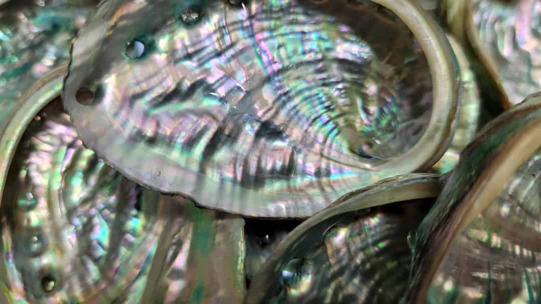 Analysis on Economic Benefits of Chinese Abalone Industry — An Example ...