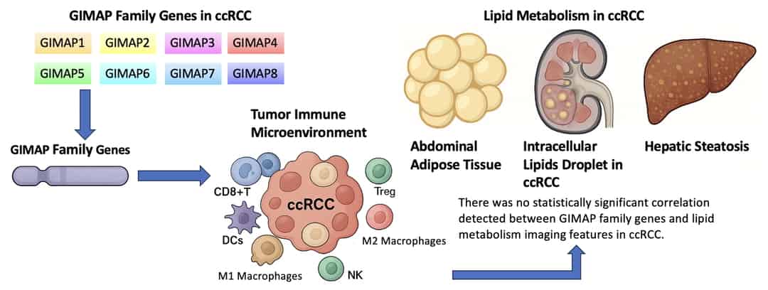 GIMAP and Lipid Metabolism Imaging in Clear Cell Renal Cell Carcinoma ...