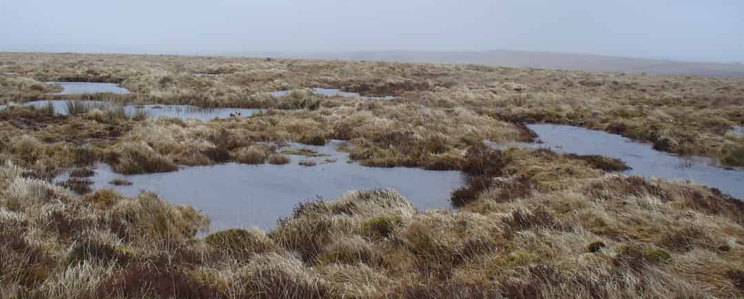 Assessing the Effects of Ditch Blocking on Dissolved Organic Carbon and ...