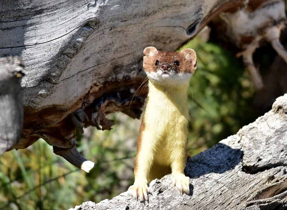 The complete genome sequences of two Neotropical weasels (Neogale ...