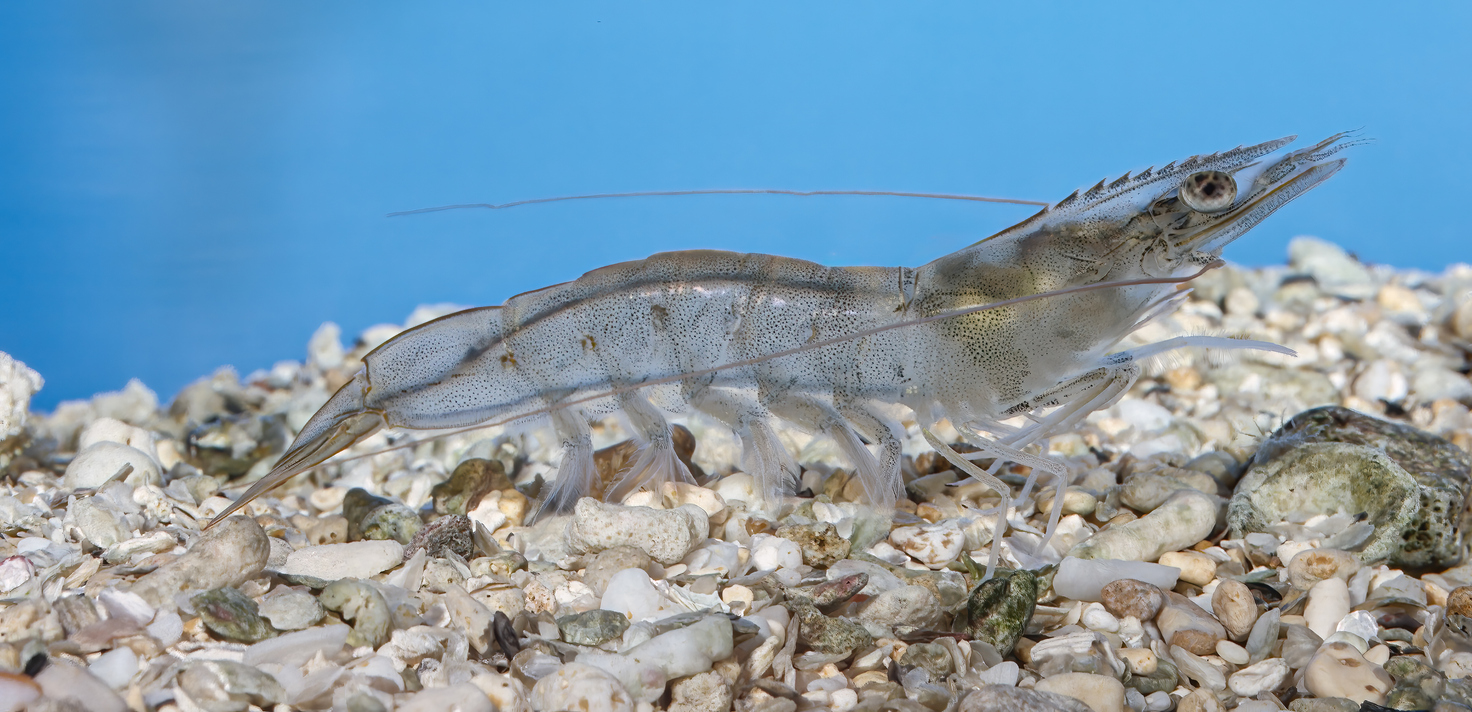 glutathione shrimp Effects of compound Chinese herbs on hepatopancreas and intestinal health, antioxidation and non-specific immunity of Litopenaeus vannamei in greenhouses farming model | Published in Israeli Journal of Aquaculture peeled shrimp vs unpeeled