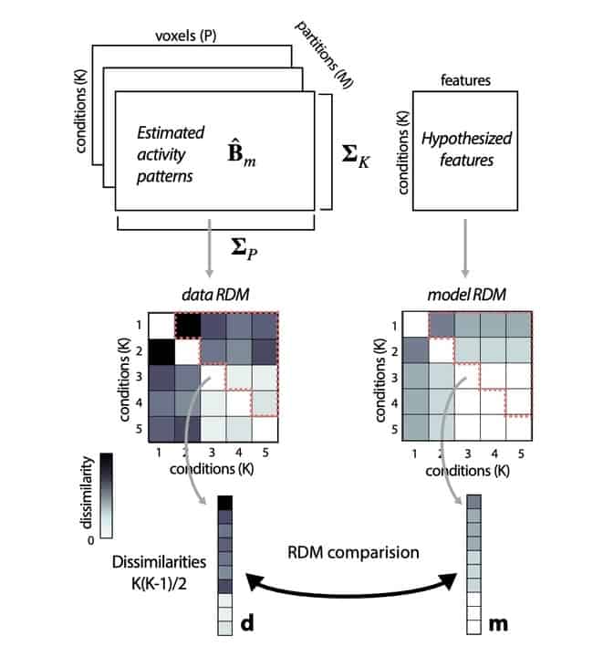 Comparing representational geometries using whitened unbiased-distance ...
