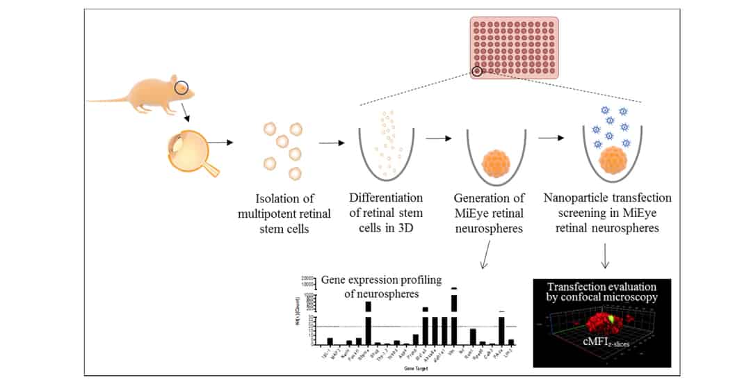 Retinal Multipotent StemCell Derived “MiEye” Spheroid 3D Culture Model