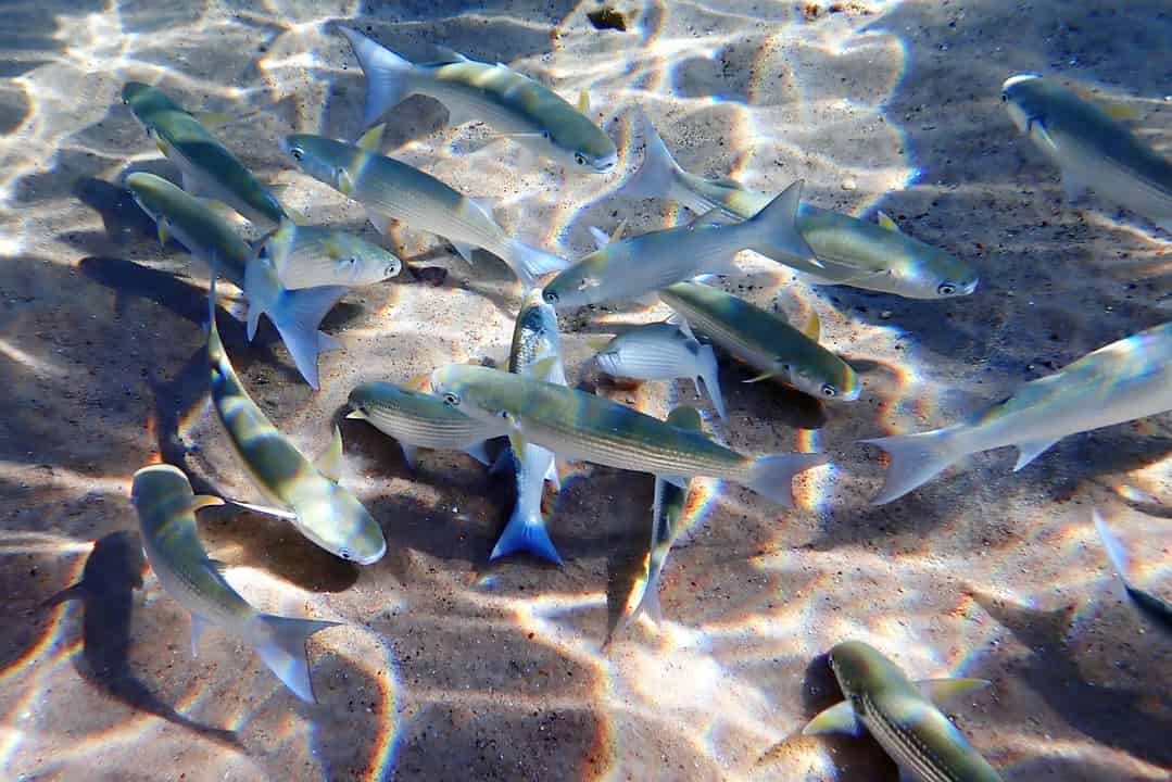 The effect of dietary taurine and its potential biosynthesis on ...