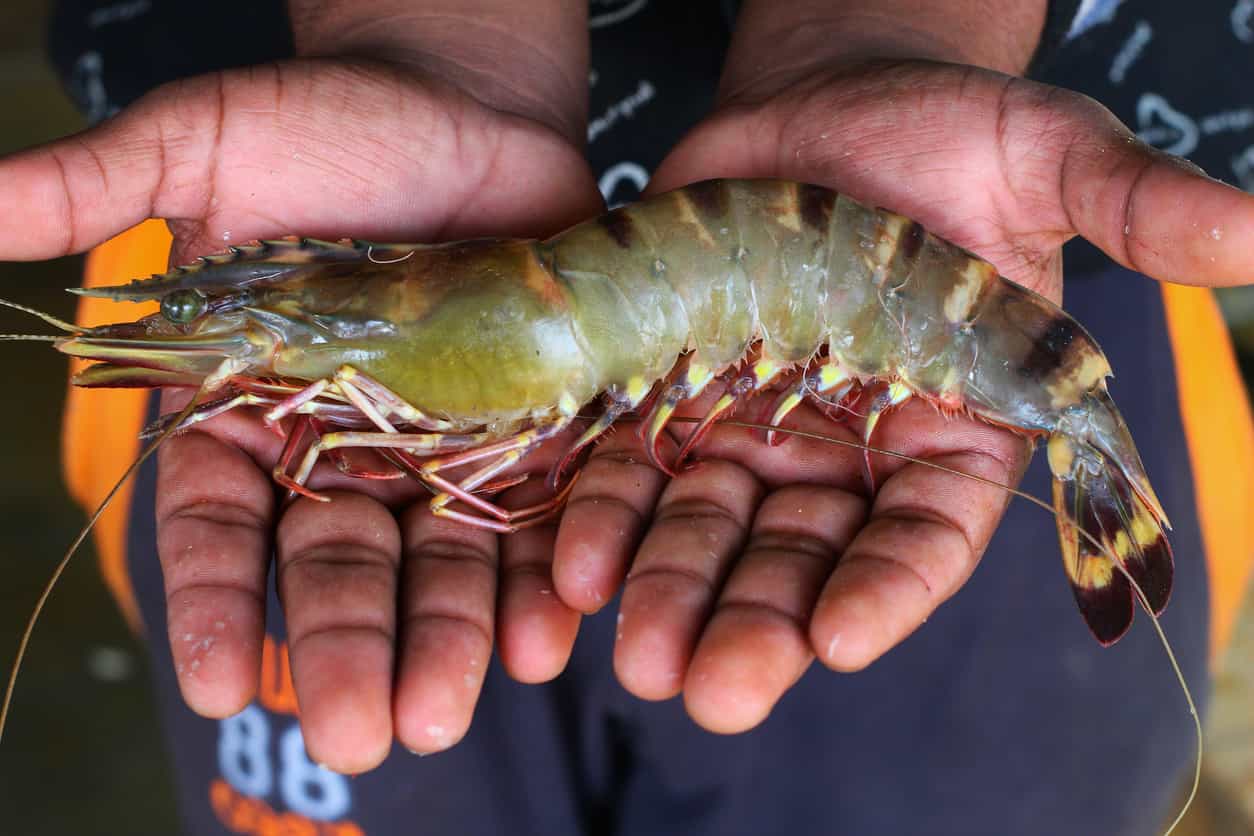 glutathione shrimp Effects of vitamin C on transport of Penaeus monodon | Published in Israeli Journal of Aquaculture peeled shrimp vs unpeeled