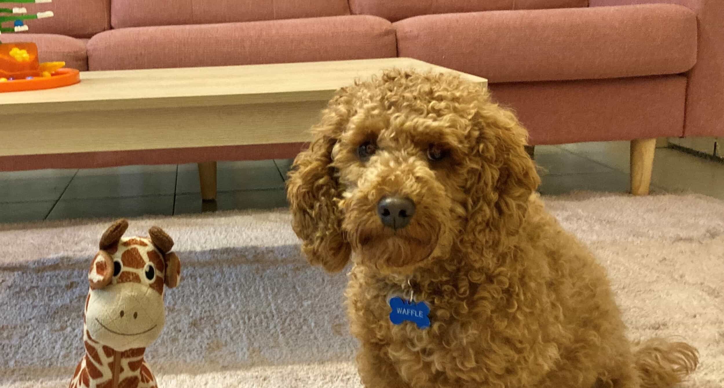 Sesja dogoterapii z dziećmi