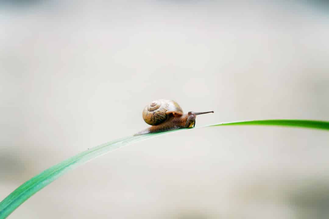 Snails and Skin A Systematic Review on the Effects of Snailbased