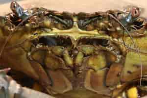 mud_crab_close_up_istock_13646