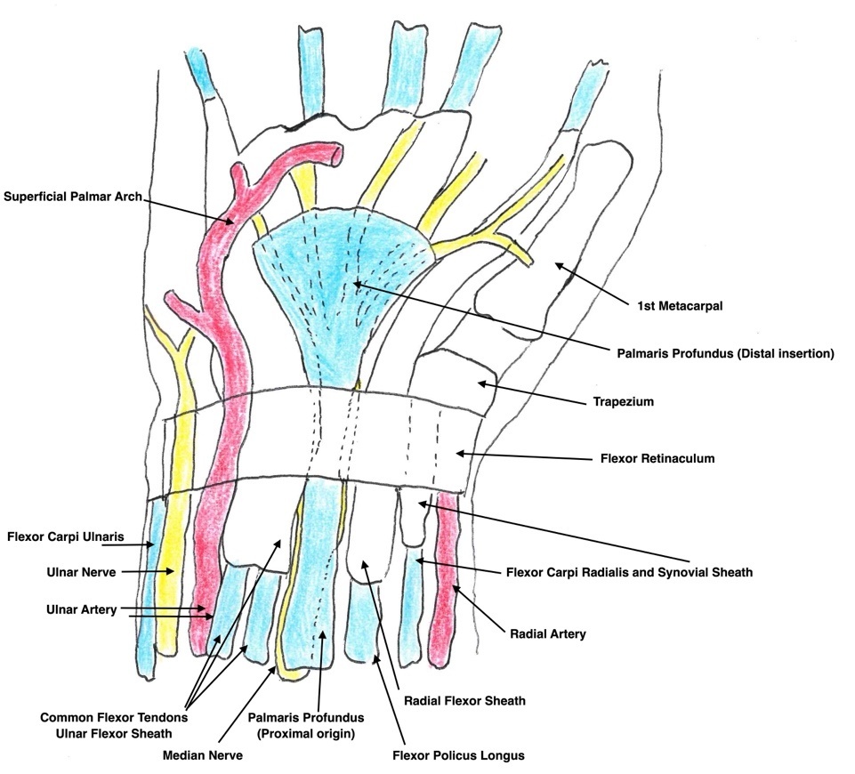 A diagram of the muscles of the hand AI-generated content may be incorrect.