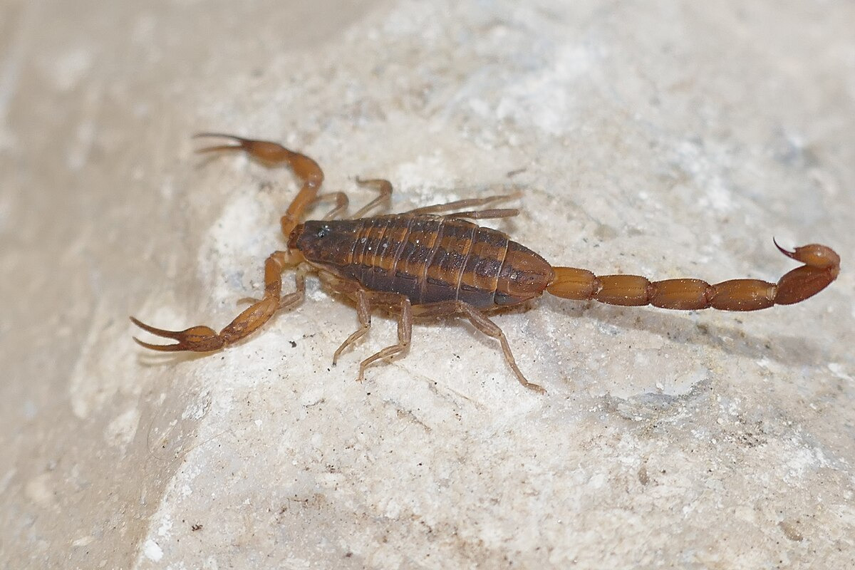 A scorpion on a rock AI-generated content may be incorrect.