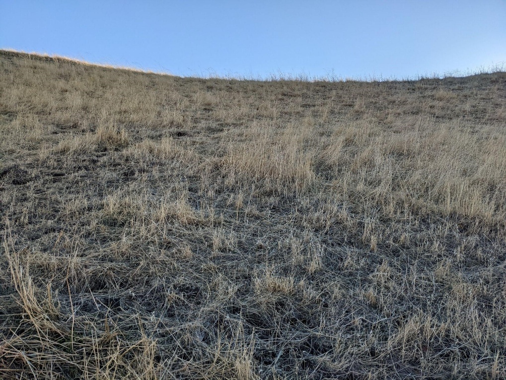View of grassland with shorter grass.