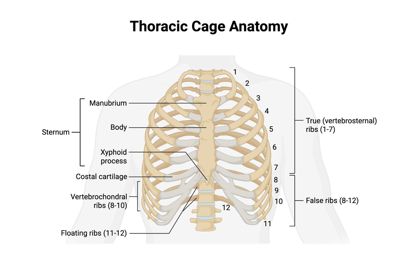 A diagram of the human skeleton AI-generated content may be incorrect.