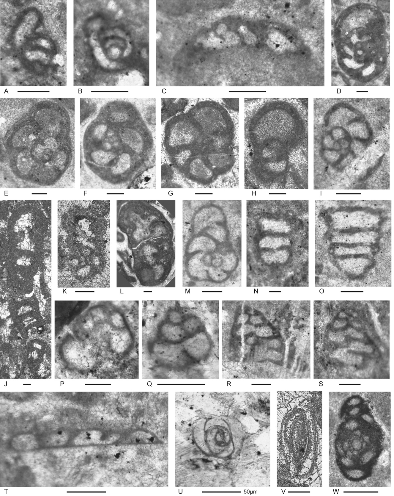 A collage of images of cells AI-generated content may be incorrect.