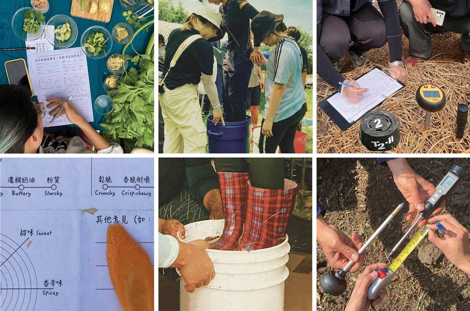 Image with six photos arranged in three columns. The first column shows the blind-tasting of havested crops compared to commercial produce with a food and flavour and texture reference chart. The second column depicts the stacking of microbial bedding into buckets whereby volunteers stand with their feet on the material for pressing out excess air. The third column shows the measuring devices used in the citizen science trial for monitoring pH value, temperature, moisture and electrical conductivity of the topsoil. 