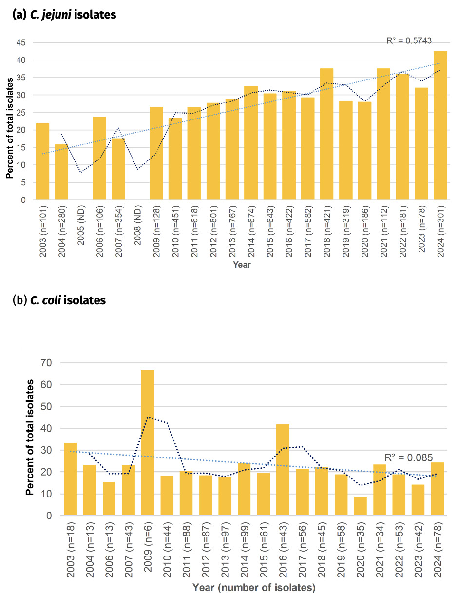 Panel A shows the percentage of Oxfordshire human disease Campylobacter jejuni isolates with predicted increasing resistance to both fluoroquinolones and tetracycline. Data are shown for years 2003 to 2024. Panel B shows the percentage of Oxfordshire human disease Campylobacter coli isolates with predicted resistance to both fluoroquinolones and tetracycline. Data are shown for years 2003 to 2024. With some exceptions, the data show a stable trend of approximately 20% of isolates being resistant to both fluoroquinolones and tetracycline each year.