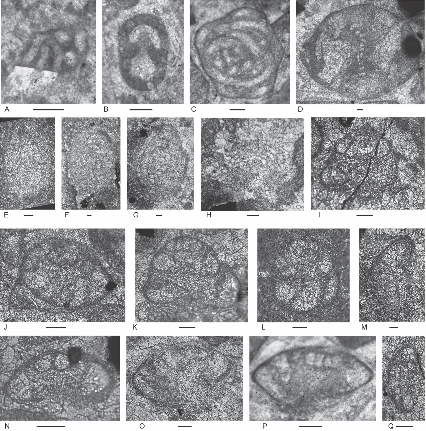 A collage of images of cells AI-generated content may be incorrect.