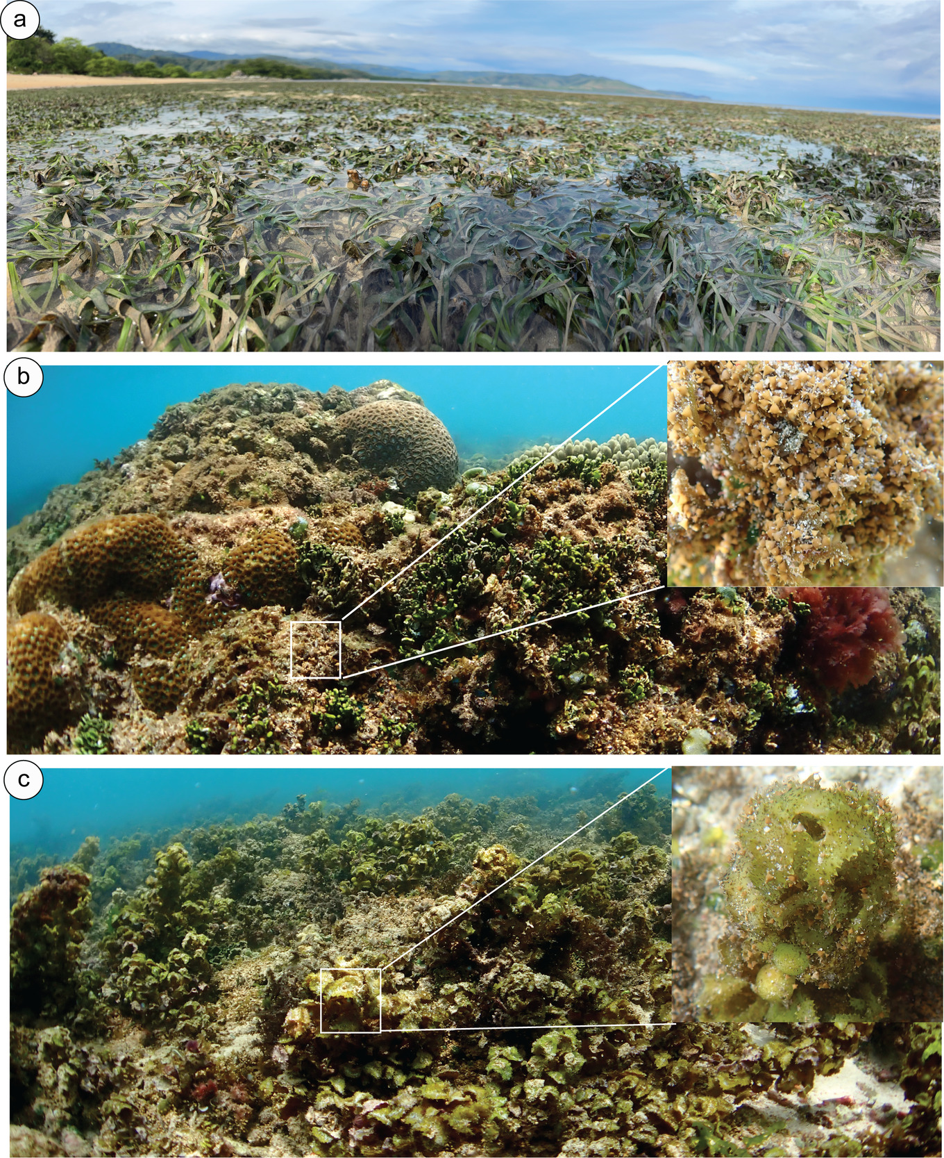A collage of coral reef Description automatically generated
