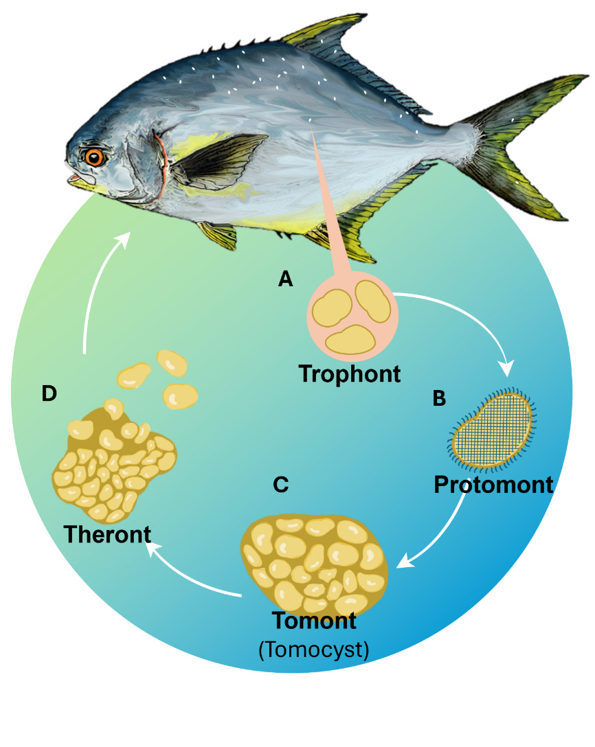 A fish with a diagram of the trophonic process AI-generated content may be incorrect.