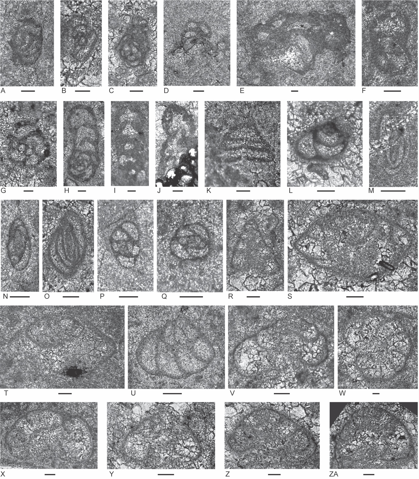 A collage of images of cells AI-generated content may be incorrect.