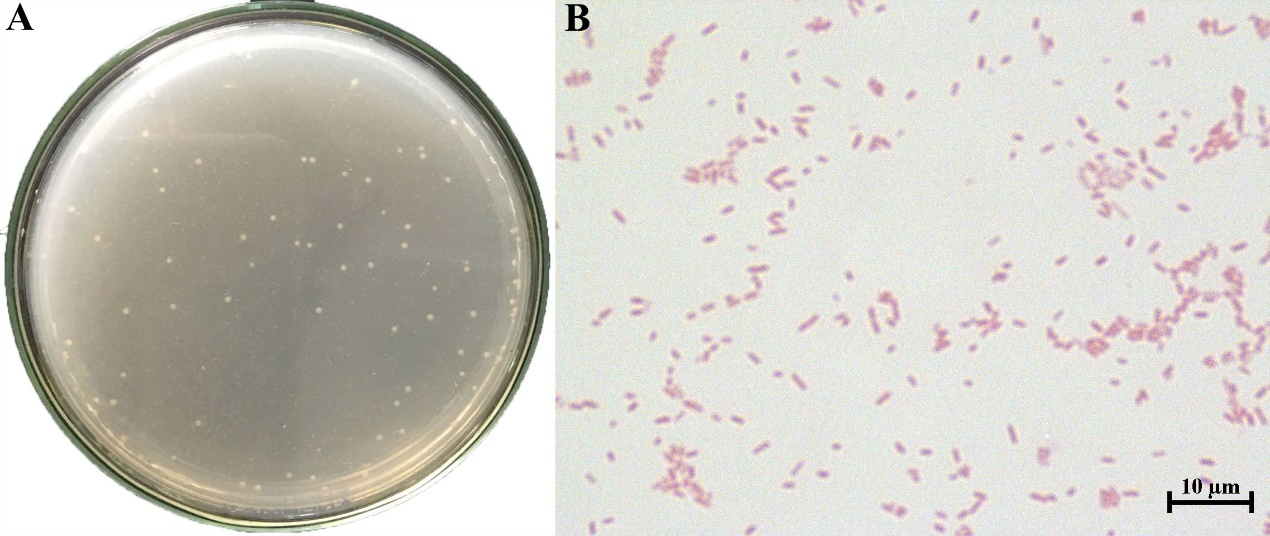 Identification and pathogenicity of Aeromonas veronii isolated from ...
