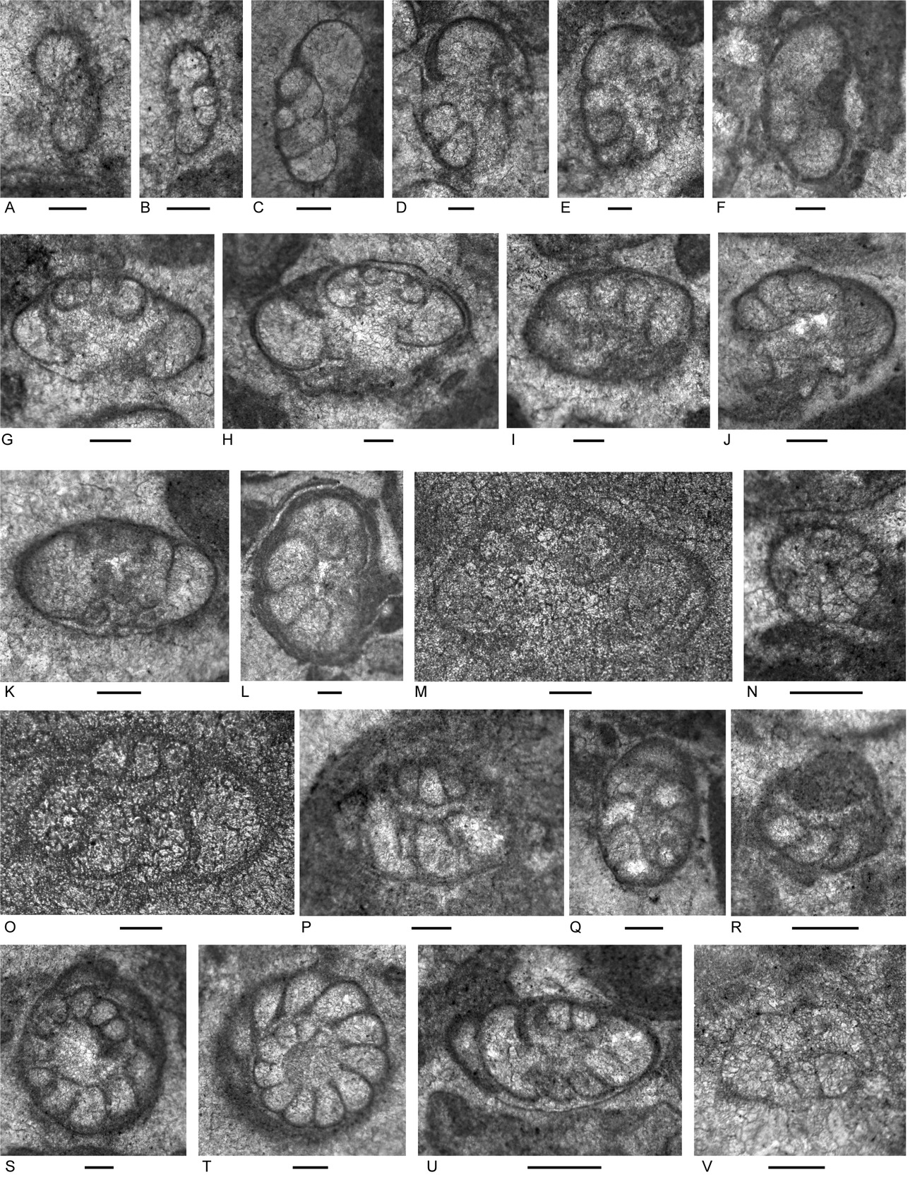 A collage of images of cells AI-generated content may be incorrect.