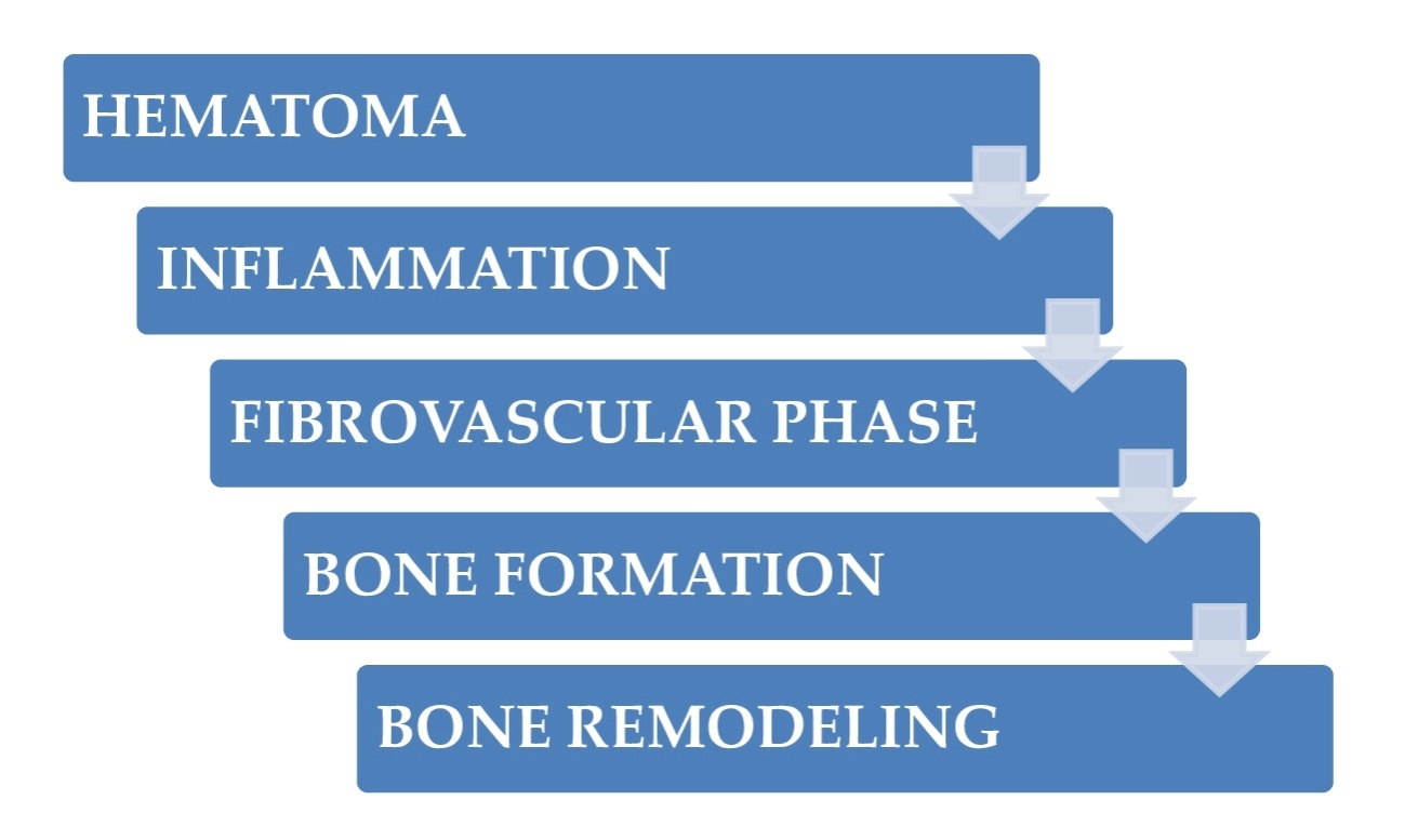 Recent developments on cells involved in bone repair and their ...