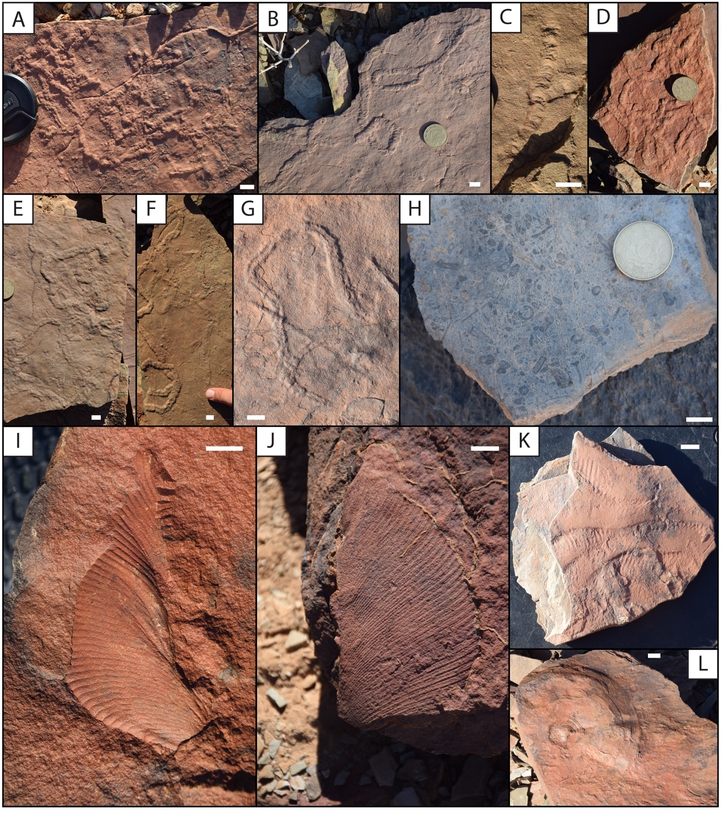 A collage of different rocks AI-generated content may be incorrect.