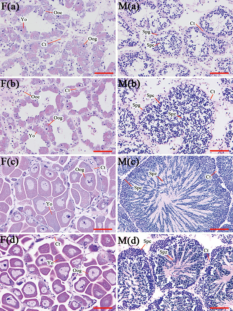 D:filezilla下载转录组数据栉江珧性腺切片报告2024.12.10.png2024.12.10