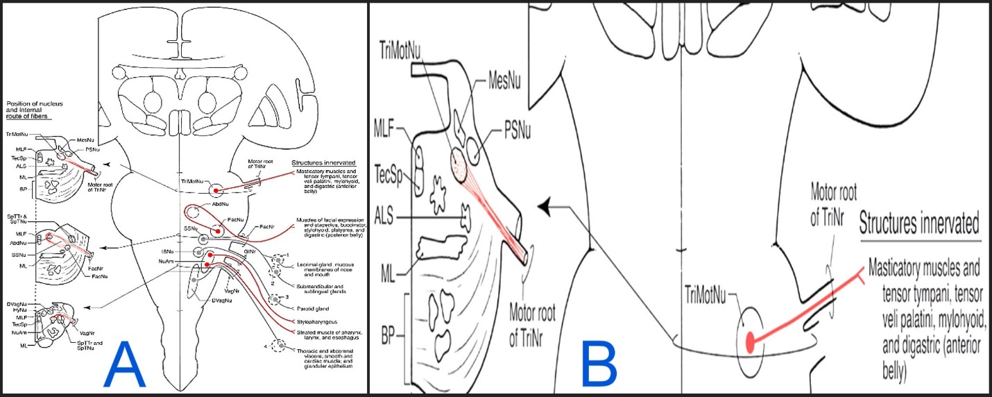 A diagram of a person's body AI-generated content may be incorrect.