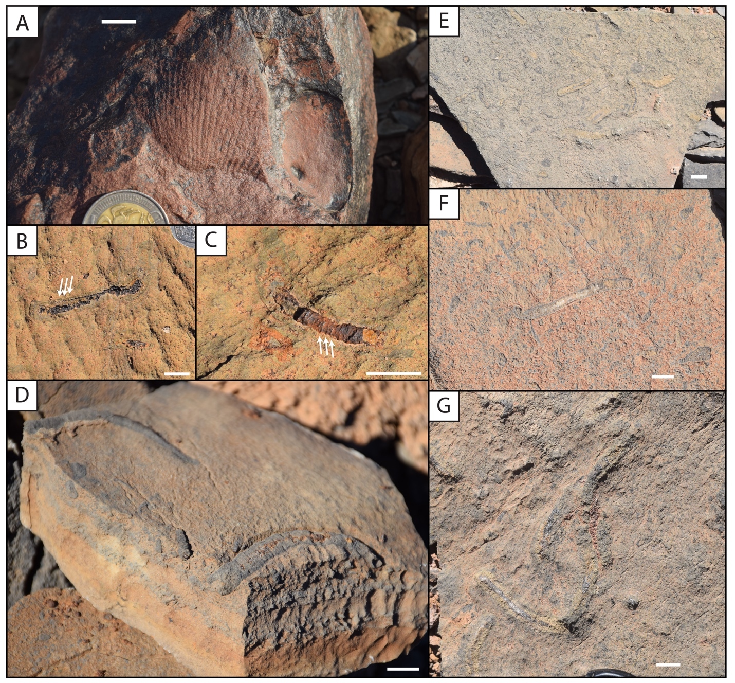 A collage of different rocks AI-generated content may be incorrect.