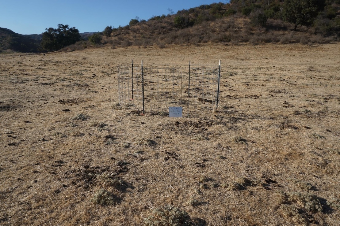 View of grassland with a hill in the background. There is wire fencing surrounding the treatment area at the center of the photo. 
