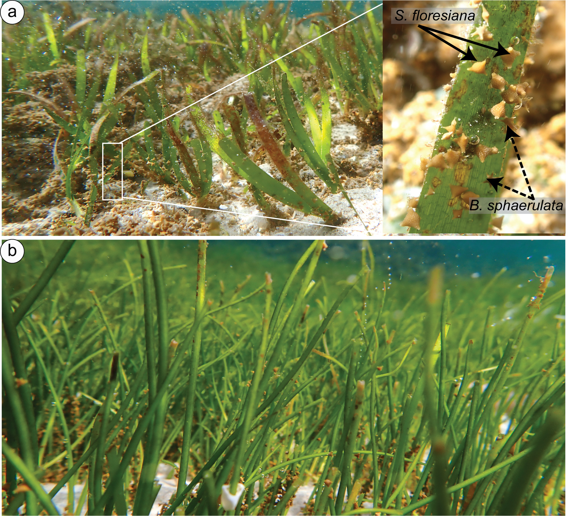 A close-up of a plant Description automatically generated