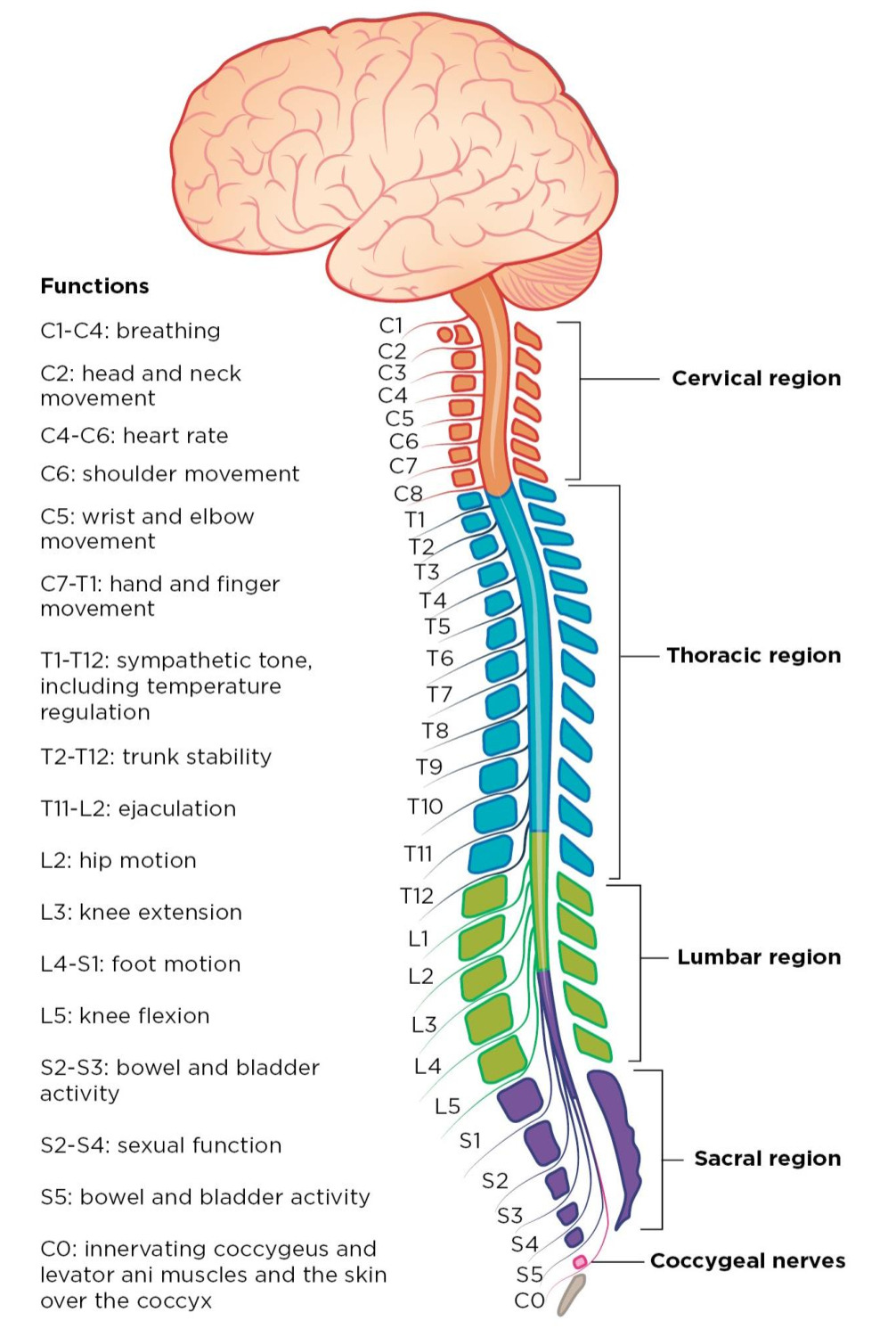 Anesthesia Considerations In Spinal Cord Injury Patients An Overview 