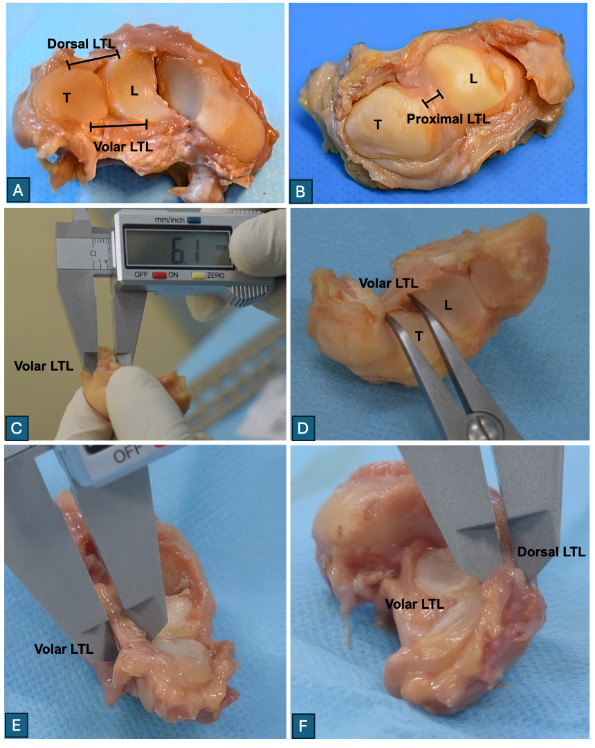 A collage of several images of a chicken AI-generated content may be incorrect.