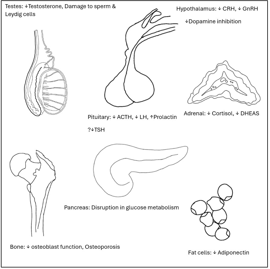 A group of black and white drawings of human organs AI-generated content may be incorrect.