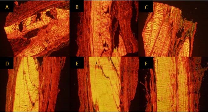 A close-up of several images of a tree trunk Description automatically generated