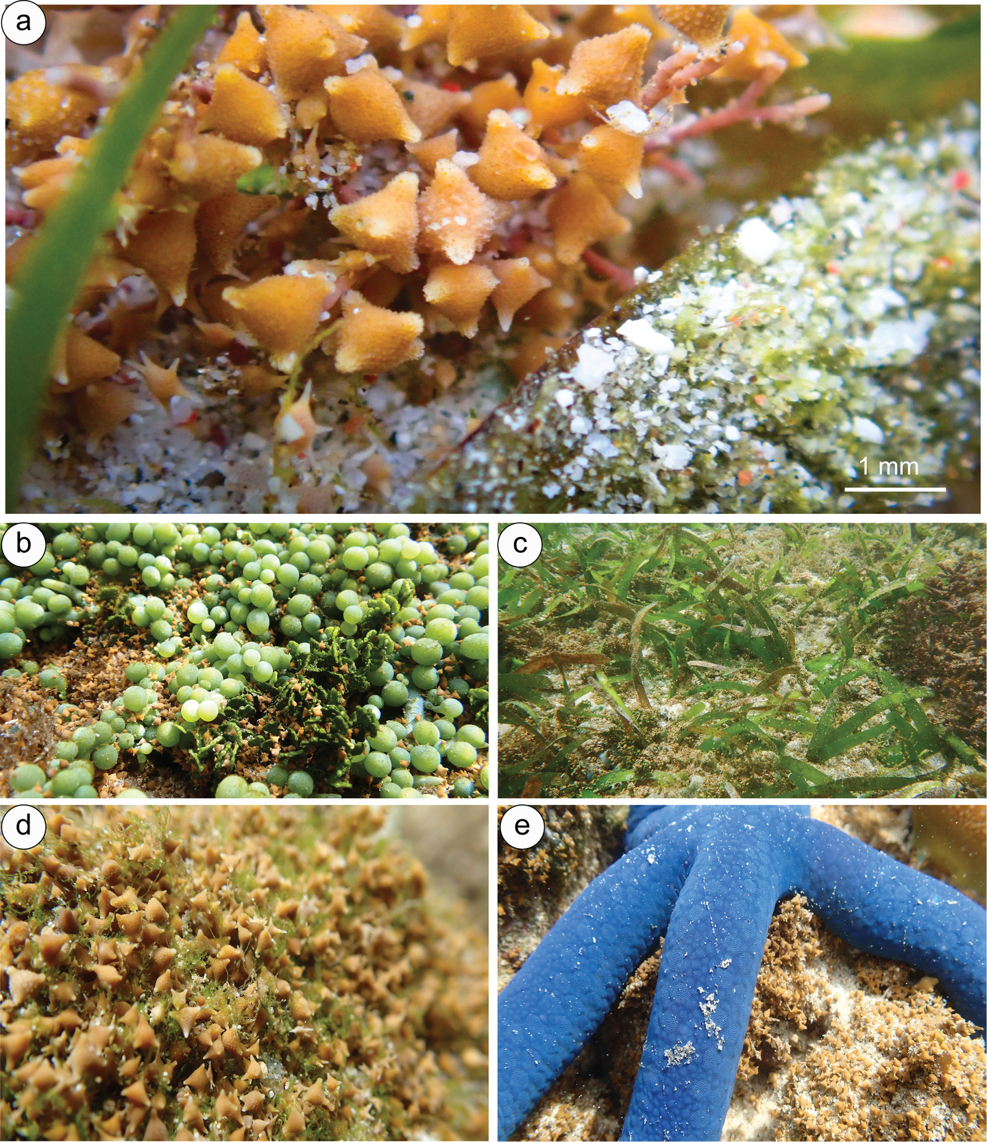 Close-up of a variety of marine life Description automatically generated