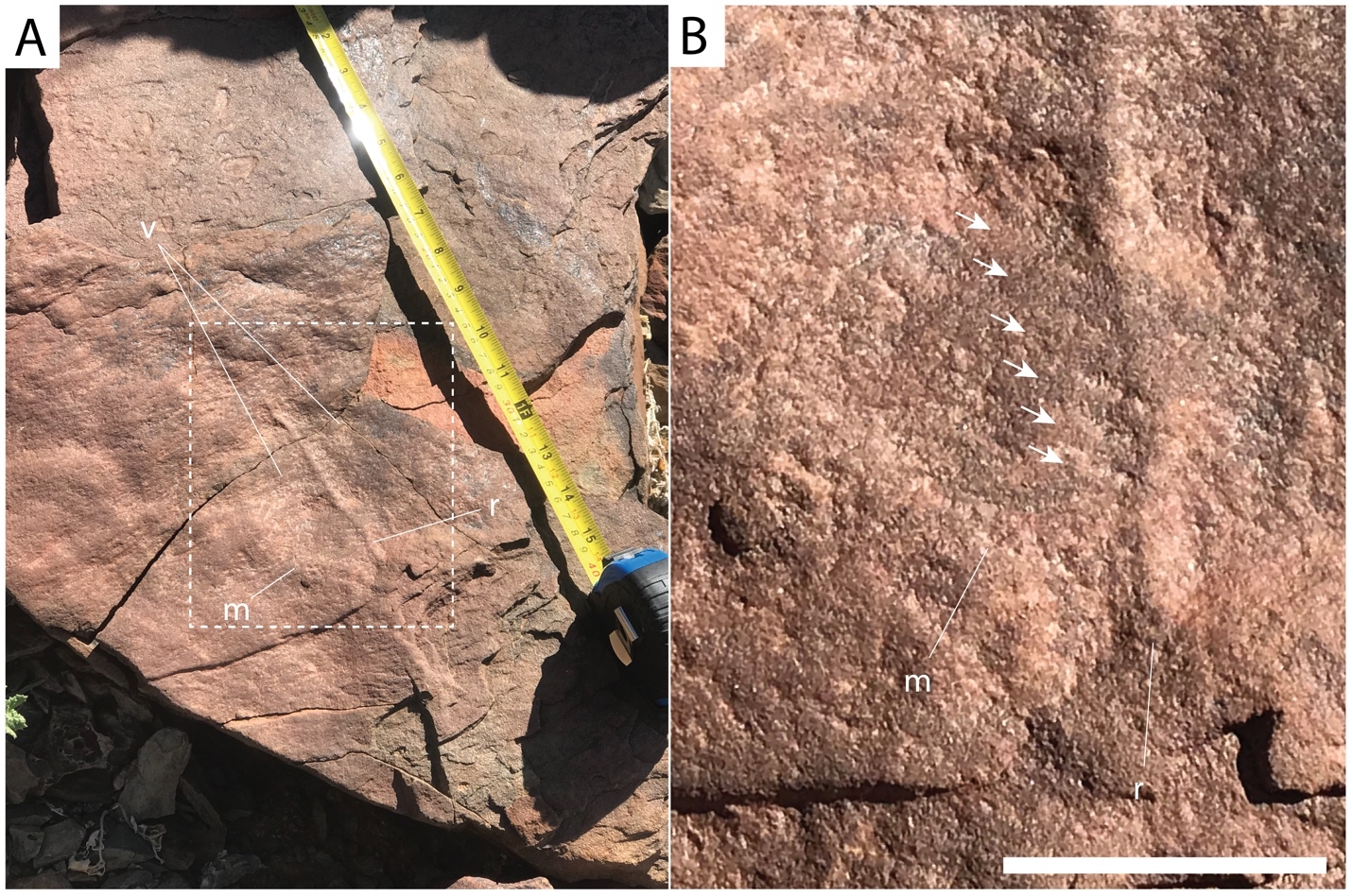 A close-up of a measuring tape AI-generated content may be incorrect.