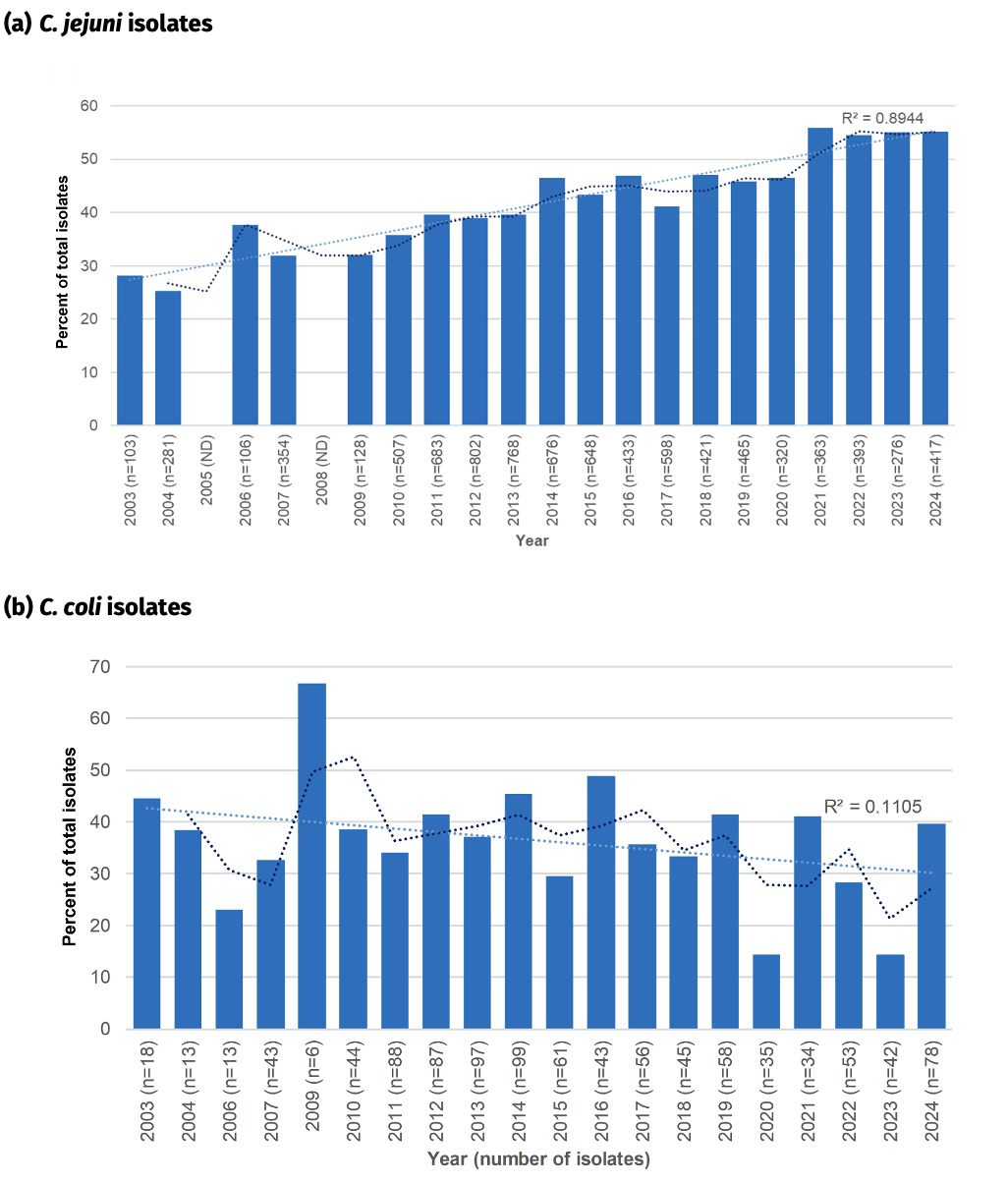 Panel A shows the increasing percentage of Oxfordshire human disease Campylobacter jejuni isolates with predicted resistance to fluoroquinolones. Data are shown for years 2003 to 2024. Panel B shows the percentage of Oxfordshire human disease Campylobacter coli isolates with predicted resistance to fluoroquinolones. Data are shown for years 2003 to 2024. Whilst there are some fluctuations, the data show a more stable and slightly decreasing trend for fluoroquinolone resistance for Campylobacter coli isolates, in comparison to Campylobacter jejuni.