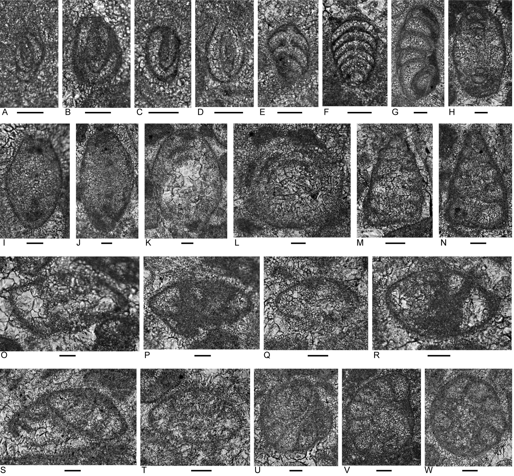 A collage of images of a cell AI-generated content may be incorrect.