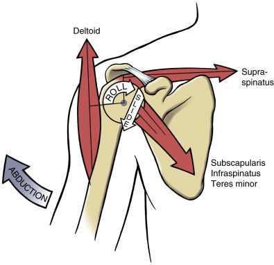 Scapular Stabilization for Shoulder Pain: Putting the Cart Before the ...